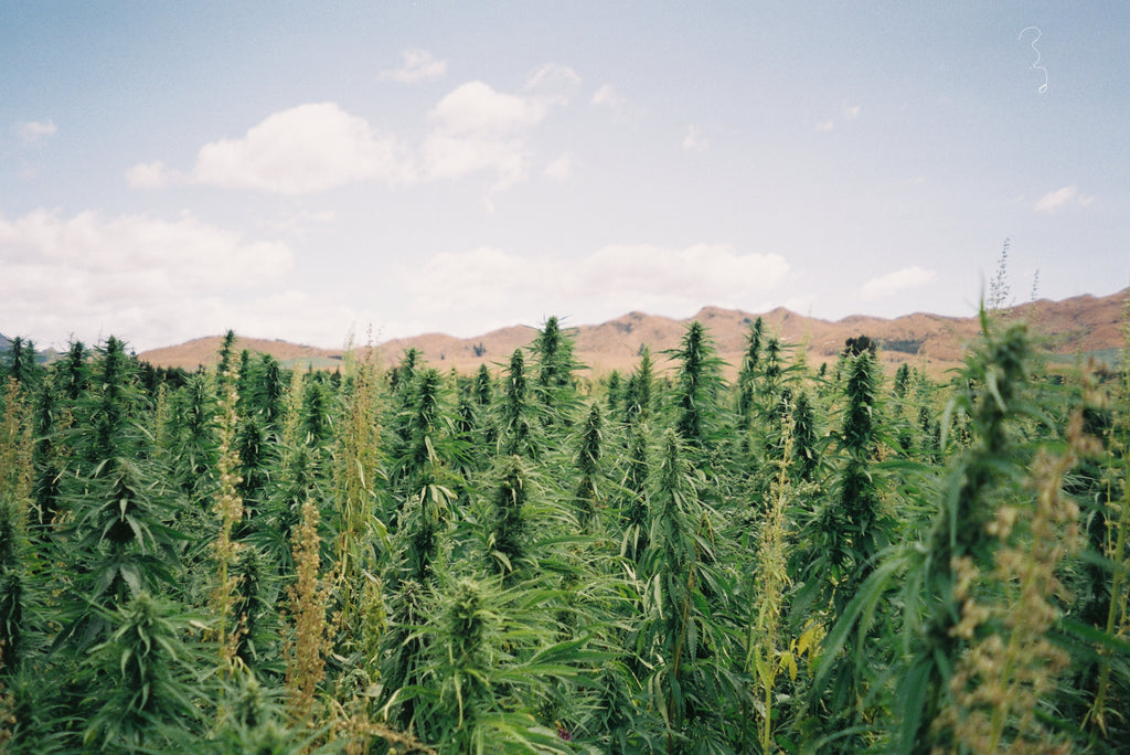 Hemp plant growing in field. Producing fiber for clothing.