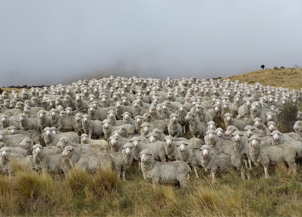 Merino sheep on hillside in foggy high country tussock grass.